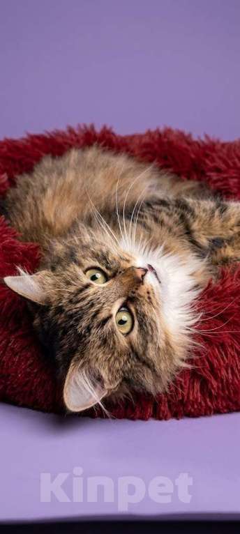 Кошки в Санкт-Петербурге: Фенотип сибирской кошки. 2 г. кастрирована, привита. Девочка, Бесплатно - фото 3