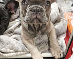 Собаки в других городах Московской области: Французский бульдог Девочка, 85 000 руб. - фото 1