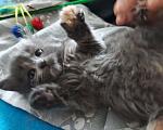 Кошки в Химках: Полидакт мейн-кун котята Девочка, 30 000 руб. - фото 4