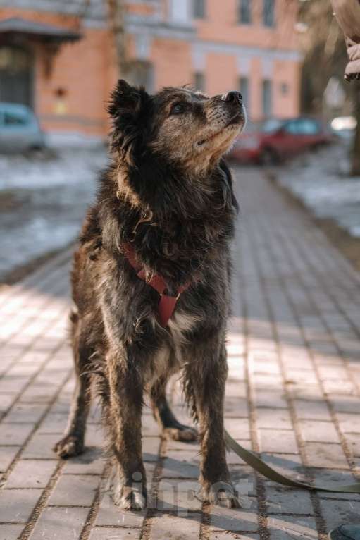 Собаки в Санкт-Петербурге: Карат из приюта в добрые руки Мальчик, Бесплатно - фото 4