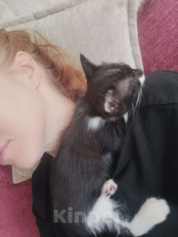 Кошки в Краснодаре: Джерри  Мальчик, Бесплатно - фото 3