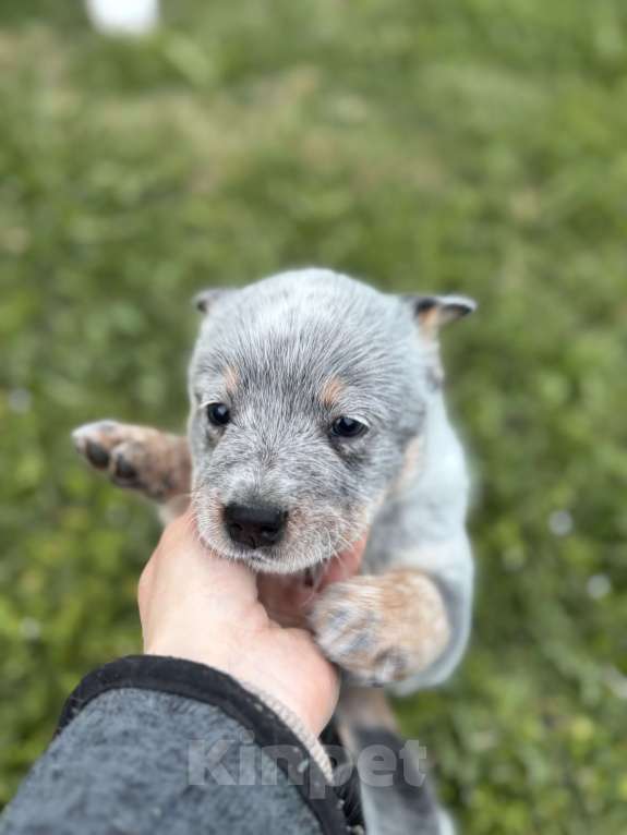 Собаки в Санкт-Петербурге: Девочка- хилер Эврика Девочка, Бесплатно - фото 5