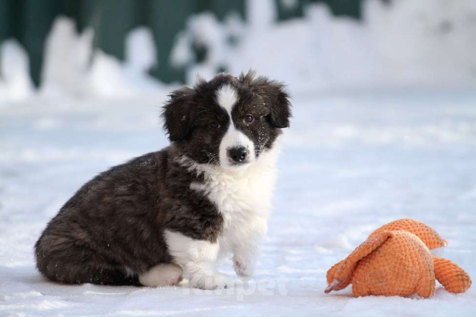 Собаки в Москве: Вельш корги кардиган -девочка  Девочка, 35 000 руб. - фото 3