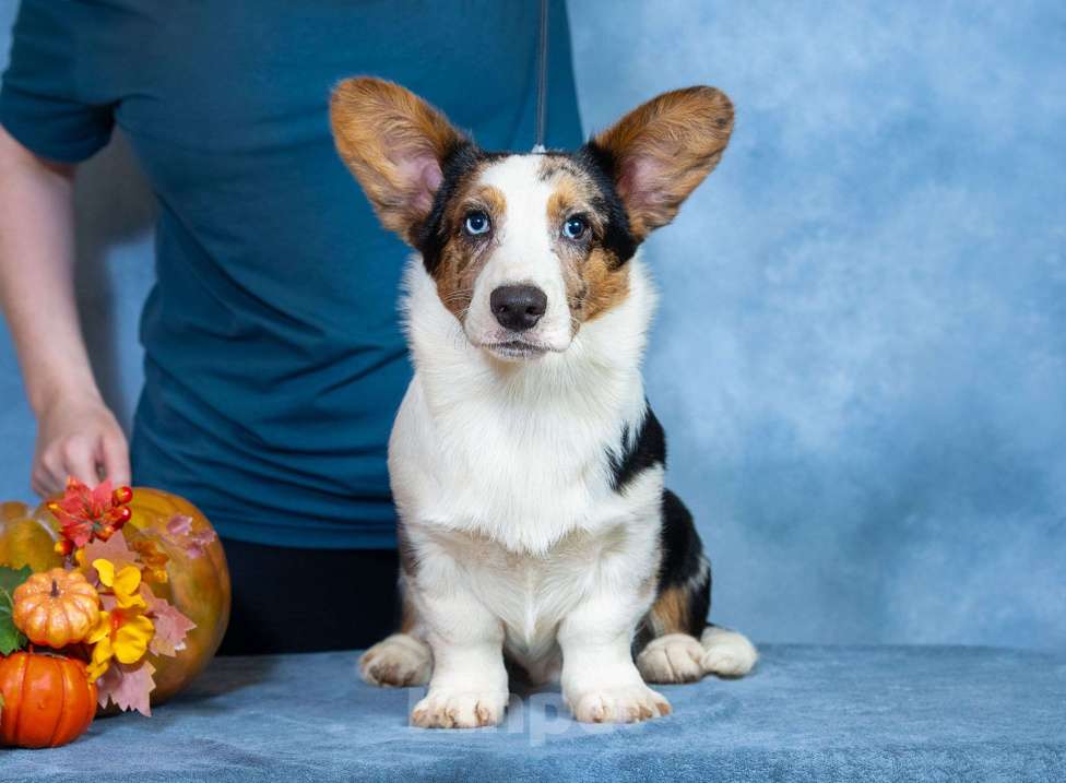 Собаки в Москве: Вельш корги щенок Мальчик, 110 000 руб. - фото 5
