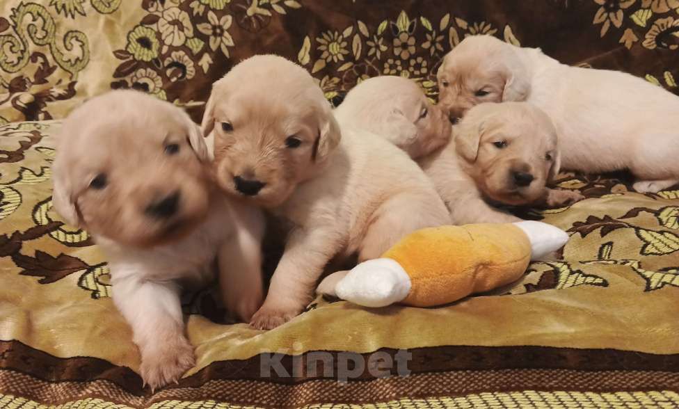 Собаки в Казани: Щенки Золотистого ретривера Мальчик, 40 000 руб. - фото 4