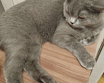 Кошки в Москве: Серая кошка в добрые руки  Девочка, 10 руб. - фото 5