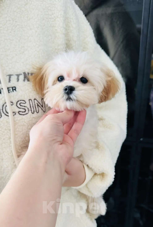 Собаки в Москве: Мини девочка мальтипу ф1 Девочка, 120 000 руб. - фото 1