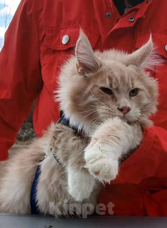 Кошки в Москве: Ребенок мейн кун Мальчик, 120 000 руб. - фото 3