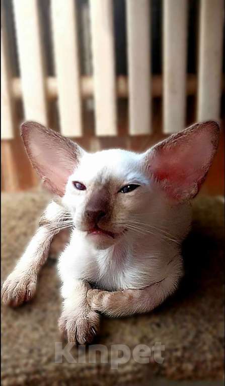 Кошки в Апрелевке: Шикарные ориентальные поинтовые котята котята Мальчик, Бесплатно - фото 5