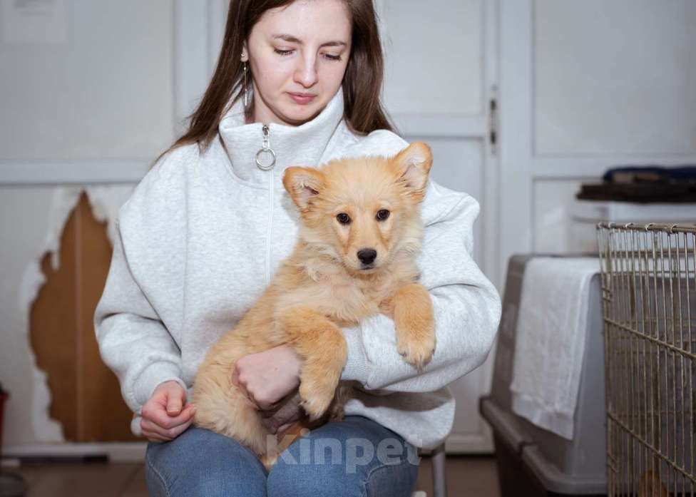 Собаки в Москве: Щенок-девочка в добрые руки! Девочка, Бесплатно - фото 3