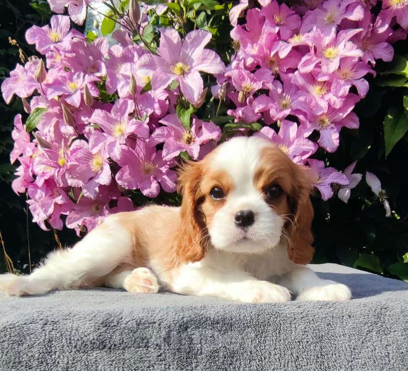 Собаки в Санкт-Петербурге: Красивая девочка кавалер Кинг Чарльз спаниель  Девочка, 140 000 руб. - фото 2