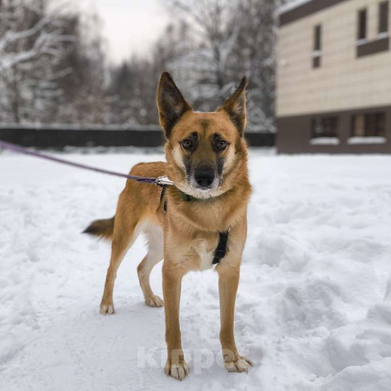 Собаки в Москве: Симба. Не король зверей, а король уюта и верности. Мальчик, Бесплатно - фото 2