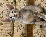 Кошки в Санкт-Петербурге: Продается котёнок мальчик Ориентал. Мальчик, 20 000 руб. - фото 10