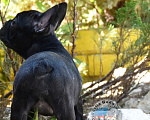 Собаки в Приморско-Ахтарске: Тигровая девочка французского бульдога Девочка, 65 000 руб. - фото 2