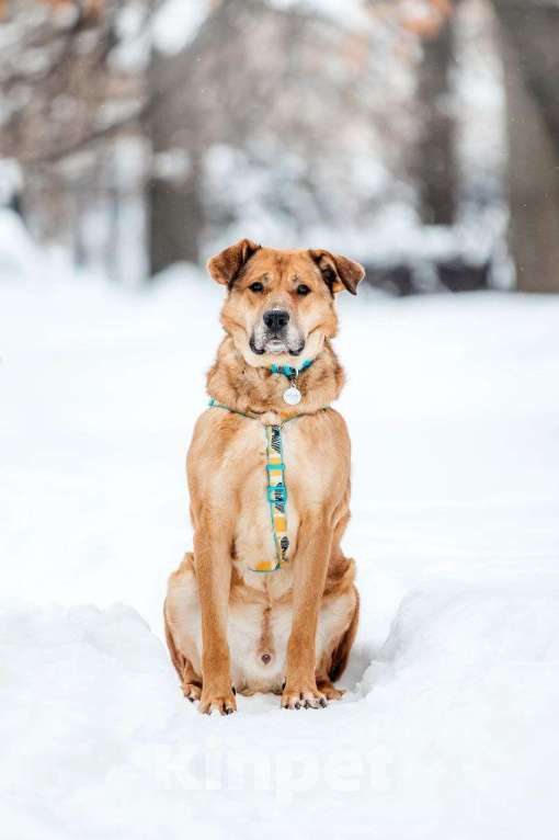 Собаки в Москве: Шикарный Джек ищет дом Мальчик, Бесплатно - фото 2