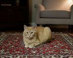 Кошки в Москве: Две рыжие кошечки в дар Девочка, Бесплатно - фото 3