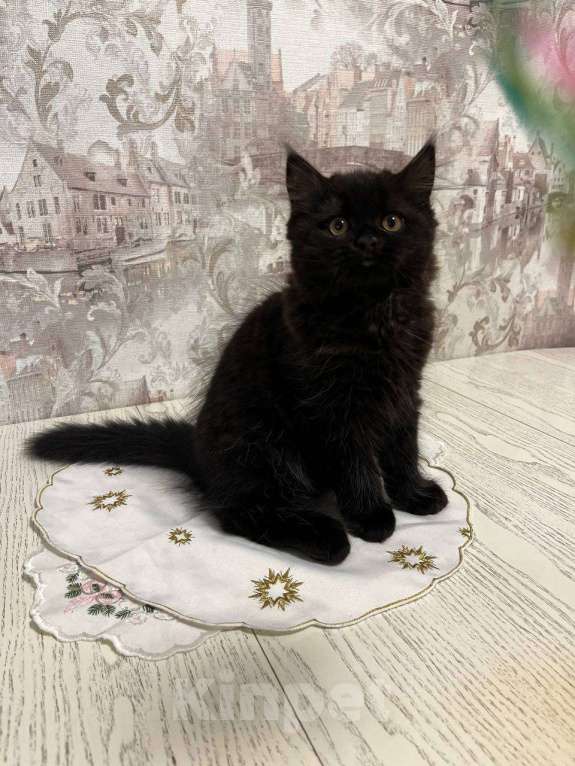 Кошки в Москве: ⭐ Продаётся маленький «трактор» с золотыми фарами ⭐ Мальчик, 20 000 руб. - фото 3