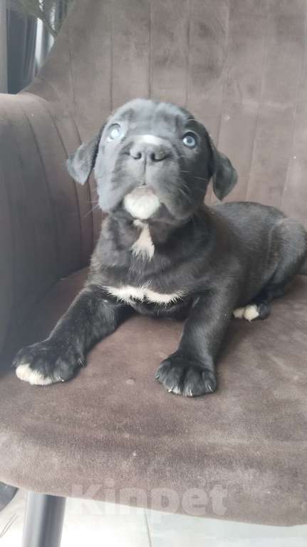 Собаки в других городах Краснодарского края: Девочка с белыми пальчиками на левой передней и задней лапке. Девочка, 20 000 руб. - фото 3