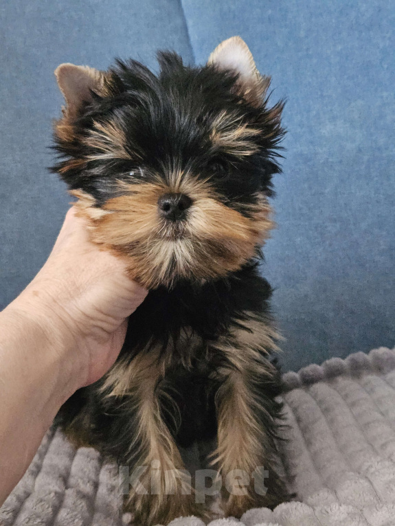 Собаки в Москве: Мальчик йорка Мальчик, 40 000 руб. - фото 7