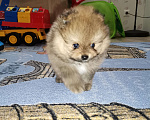 Собаки в Серпухове: Щенки красавчики Мальчик, 15 000 руб. - фото 3