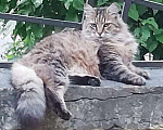Кошки в Камызяке: Пушистые котики, 3 года., Бесплатно - фото 1