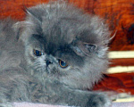 Кошки в Новохоперске: Экзотические и персидские, 10 000 руб. - фото 4