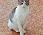Кошки в Щербинке: Юная славная кошка по имени Сима в дар. Девочка, Бесплатно - фото 1