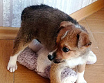 Собаки в Москве: Щенок Тедди в добрые руки даром Мальчик, 100 руб. - фото 7