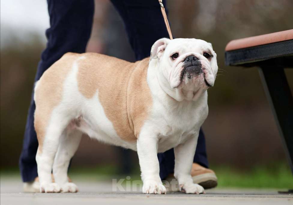 Собаки в Санкт-Петербурге: Щенок английского бульдога Девочка, 110 000 руб. - фото 5