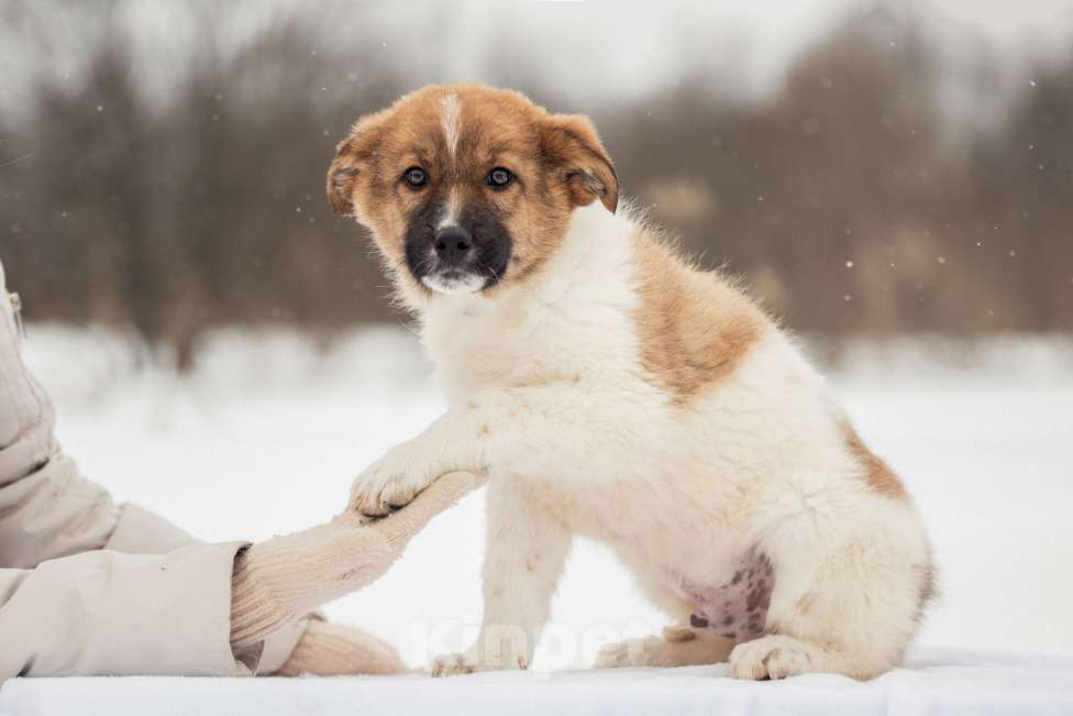 Собаки в других городах Московской области: Щенок в добрые руки Мальчик, Бесплатно - фото 7