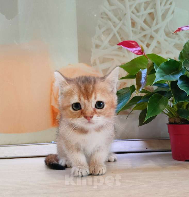 Кошки в Воронеже: Золотая шиншилла девочка  Девочка, 35 000 руб. - фото 2