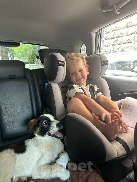 Собаки в Москве: Ласковый пёс Лаша в добрые руки Мальчик, Бесплатно - фото 3