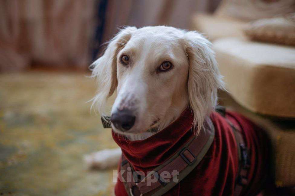 Собаки в Москве: Борзая тазы в дар в добрые руки Мальчик, Бесплатно - фото 6