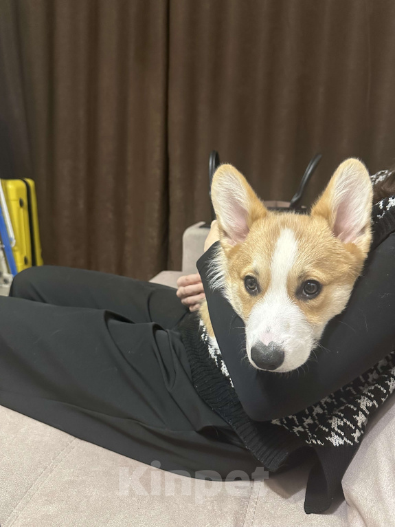 Собаки в Саратове: Щенок корги  Мальчик, 45 000 руб. - фото 2
