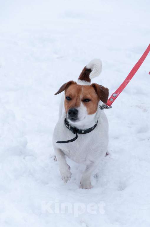 Собаки в Ногинске: Майло ждет свою семью в приюте Мальчик, Бесплатно - фото 4