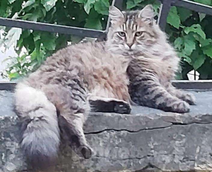 Кошки в Камызяке: Пушистые котики, 3 года., Бесплатно - фото 1