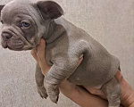 Собаки в Волгограде: Щенок французского бульдога  Мальчик, 100 000 руб. - фото 1