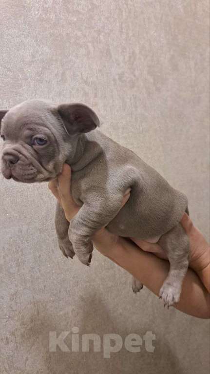 Собаки в Волгограде: Щенок французского бульдога  Мальчик, 100 000 руб. - фото 1