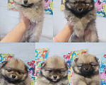 Собаки в Химках: Малыши, рождённые 8 Марта Разнополые, 35 000 руб. - фото 1