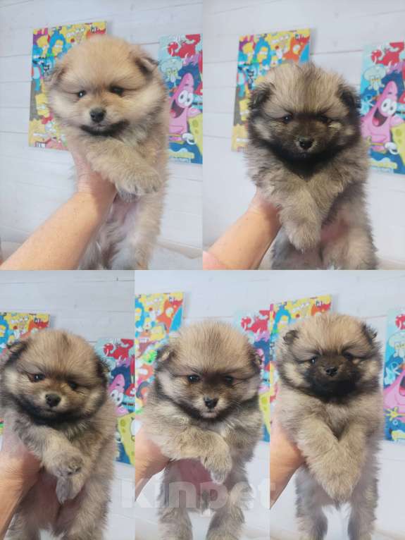 Собаки в Химках: Малыши, рождённые 8 Марта Разнополые, 35 000 руб. - фото 1