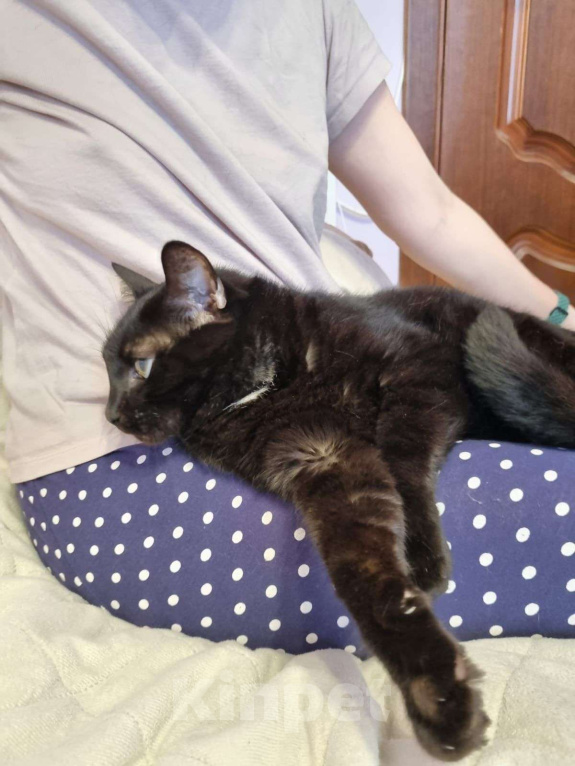 Кошки в Москве: Багир/Батыр Мальчик, Бесплатно - фото 3