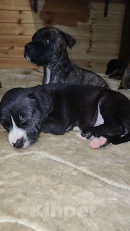 Собаки в Перми: Американский питбультерьер, щенки Девочка, 8 000 руб. - фото 7