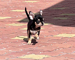 Собаки в Томске: Милый мальчик чихуахуа Мальчик, Бесплатно - фото 3