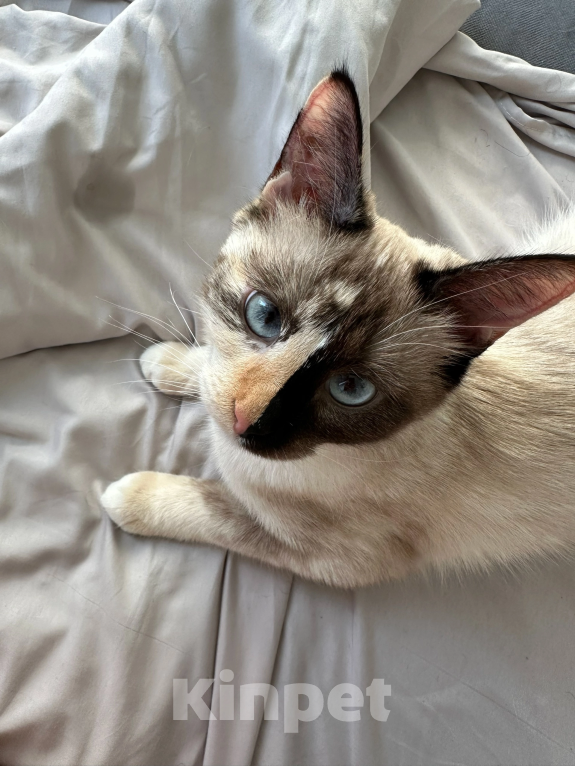 Кошки в Москве: Потерялась кошка!! Девочка, 10 000 руб. - фото 2