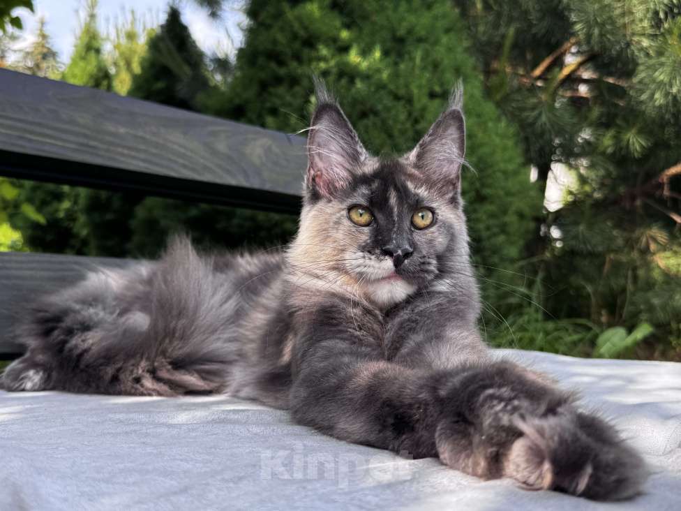 Кошки в Москве: Девочка Мейн Кун Veyron Origami Девочка, 150 000 руб. - фото 6