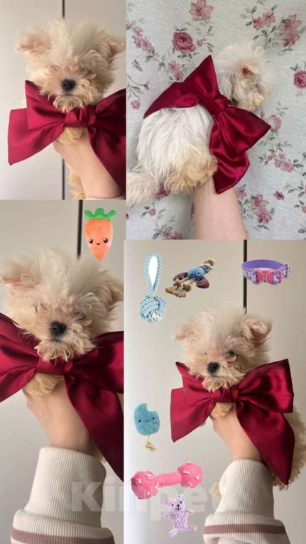 Собаки в Москве: Мальтипу девочки Девочка, 60 000 руб. - фото 2