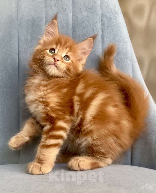 Кошки в Санкт-Петербурге: Мальчик Кинг Мальчик, 70 000 руб. - фото 3