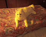 Кошки в Санкт-Петербурге: Безумной красоты кот с характером Мальчик, Бесплатно - фото 6