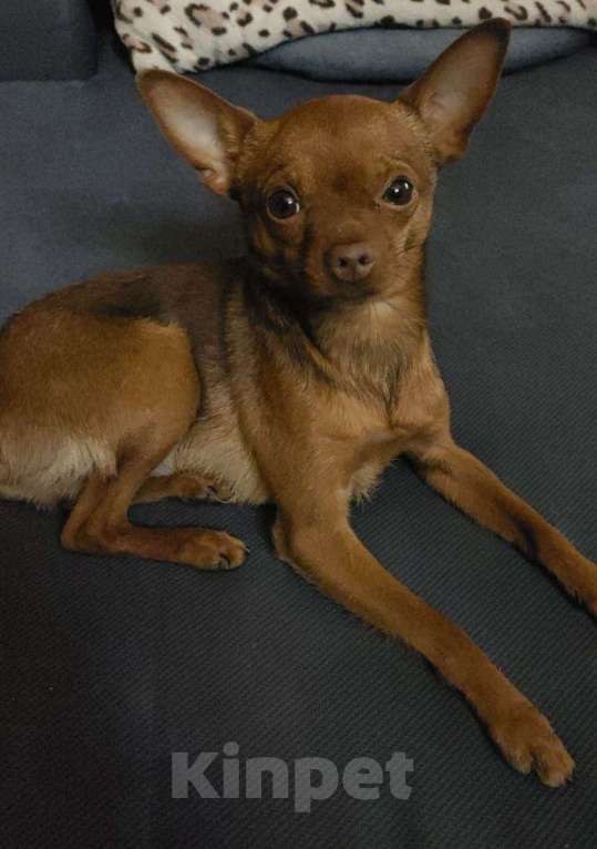 Собаки в Хабаровске: Потерялась собака Мальчик, 10 000 руб. - фото 3