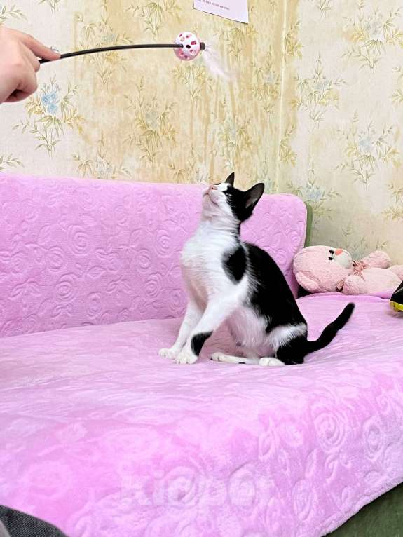 Кошки в Севастополе: Нежный котенок в поисках дома Девочка, Бесплатно - фото 7